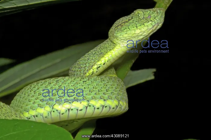 : Two Striped Forest Pit Viper : Two Striped Forest Pit Viper