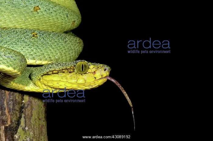 : Two Striped Forest Pit Viper : Two Striped Forest Pit Viper