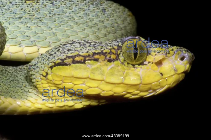 : Two Striped Forest Pit Viper : Two Striped Forest Pit Viper