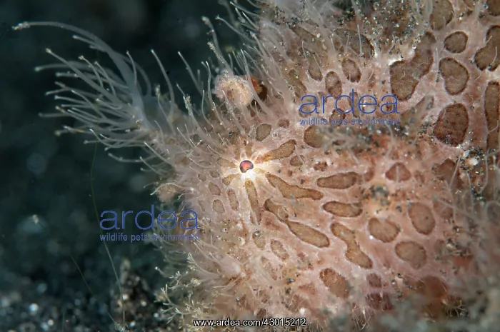  : Striped Frogfish