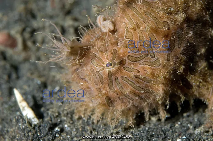  : Striped Frogfish