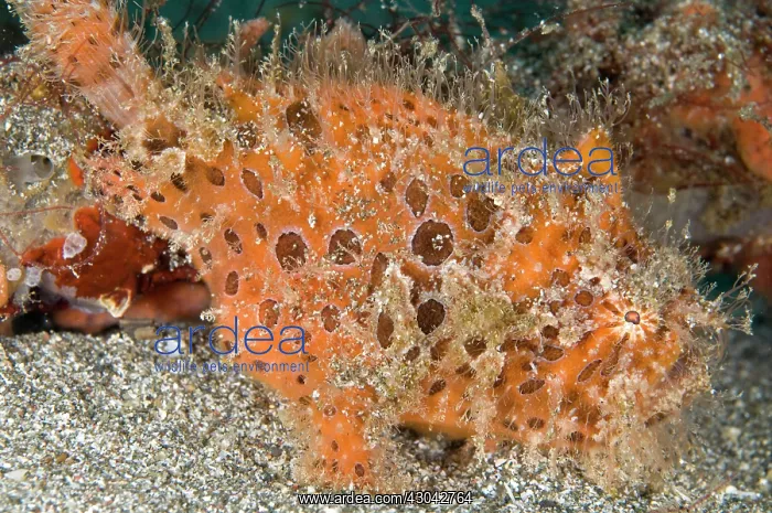  : Striped Frogfish