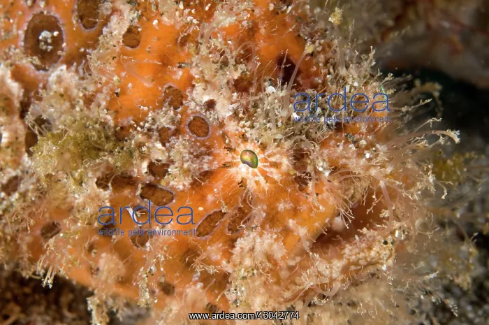  : Striped Frogfish