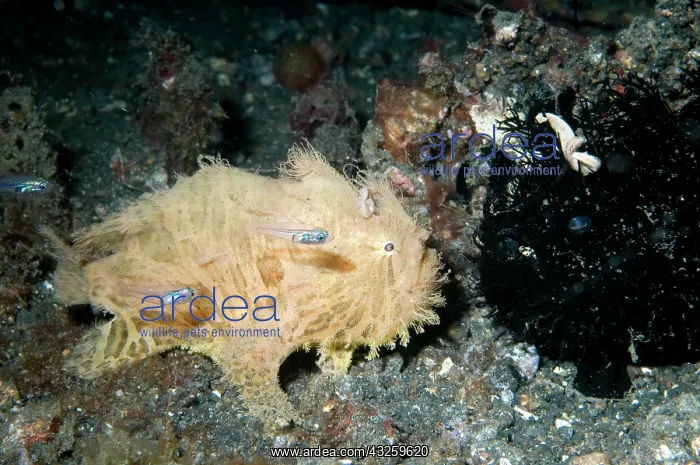 : Striped Frogfish black and white versions with small fish : Striped Frogfish black and white versions with small fish