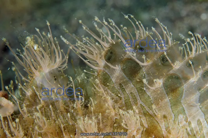: Striped Frogfish fin : Striped Frogfish fin