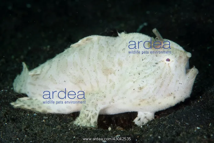 : Striped Frogfish with lure walking on sand : Striped Frogfish with lure walking on sand