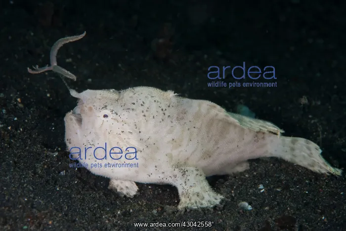  : Striped Frogfish luring