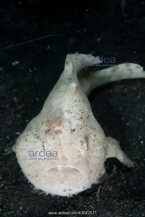  : Striped Frogfish luring
