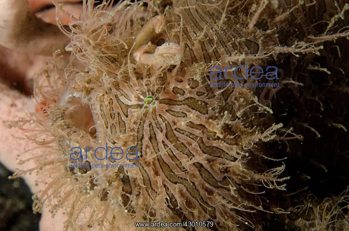 : Striped Frogfish TK3 dive site, Lembeh Straits : Striped Frogfish TK3 dive site, Lembeh Straits
