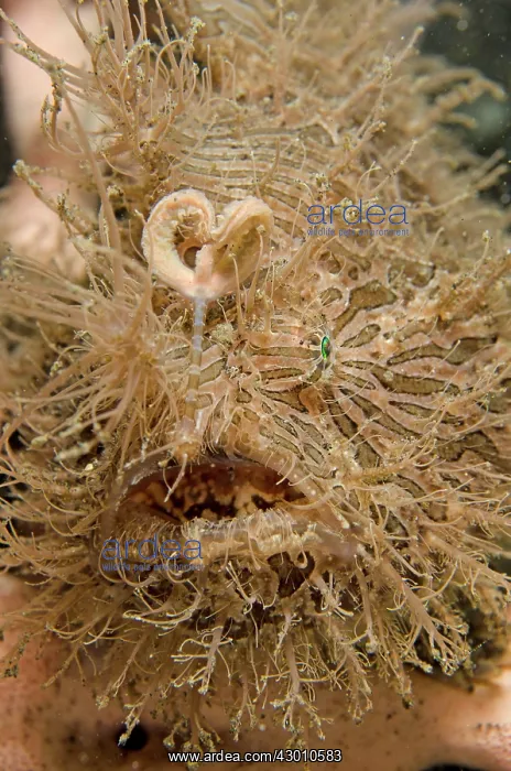 : Striped Frogfish TK3 dive site, Lembeh Straits : Striped Frogfish TK3 dive site, Lembeh Straits