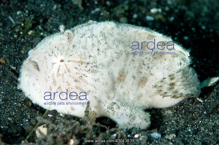 : Striped Frogfish with worm-like lure : Striped Frogfish with worm-like lure