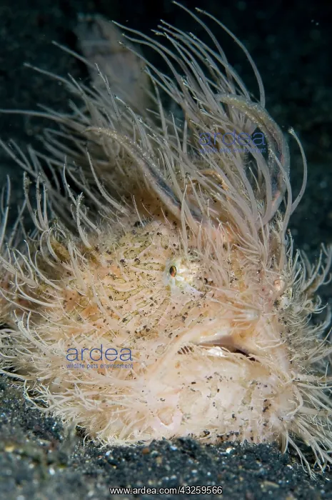  : Striped Frogfish with worm-like lure