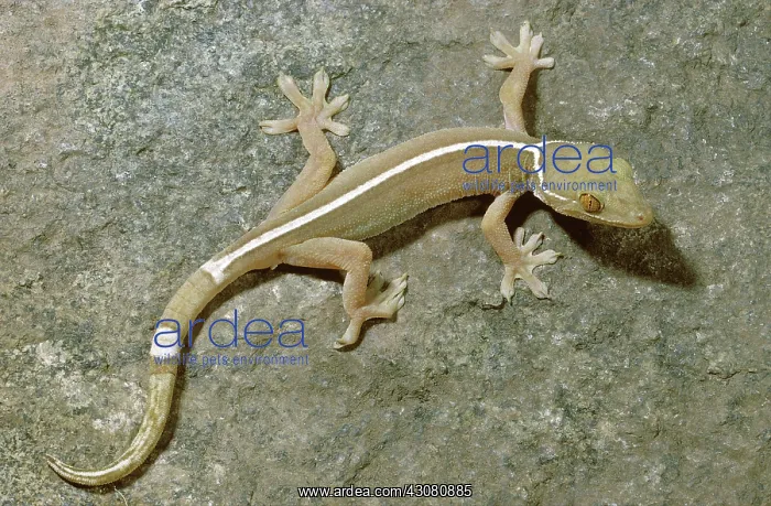 : Striped Gecko : Striped Gecko