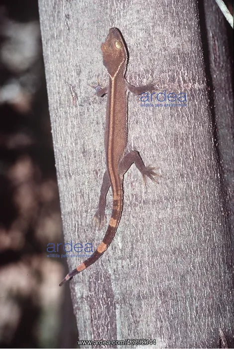 : STRIPED GECKO - GOING UP TREE : STRIPED GECKO - GOING UP TREE