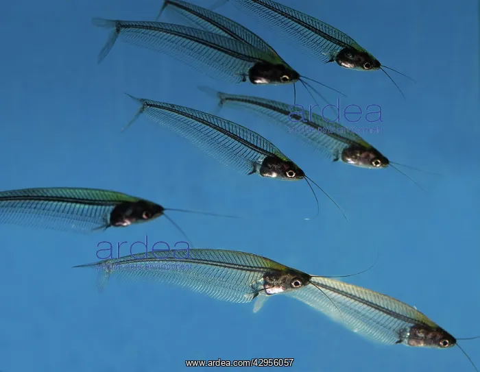 : Striped Glass Catfish - shady running waters in : Striped Glass Catfish - shady running waters in