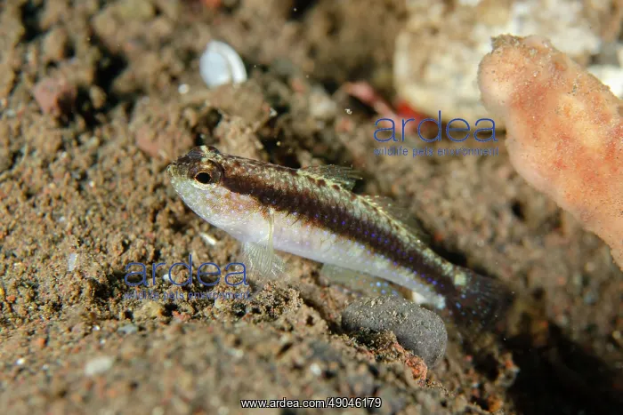 : Striped Goby : Striped Goby