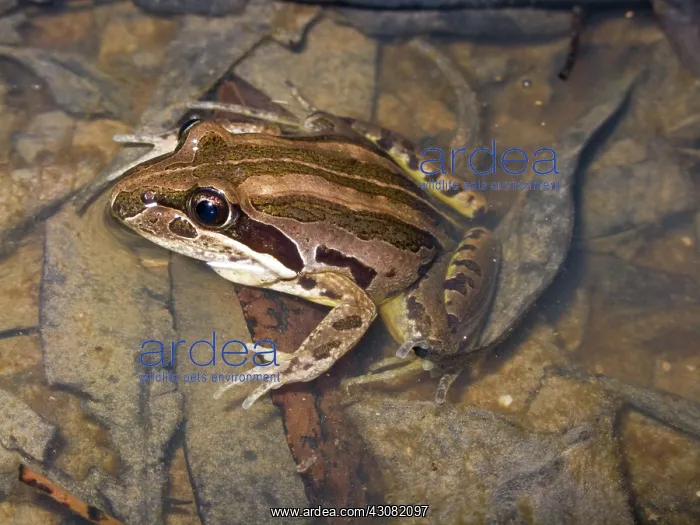 : Striped Grass Frog : Striped Grass Frog