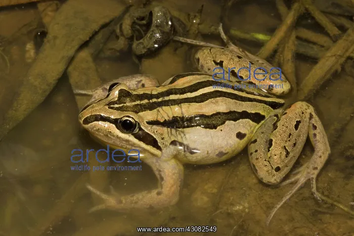 : Striped Grass Frog : Striped Grass Frog