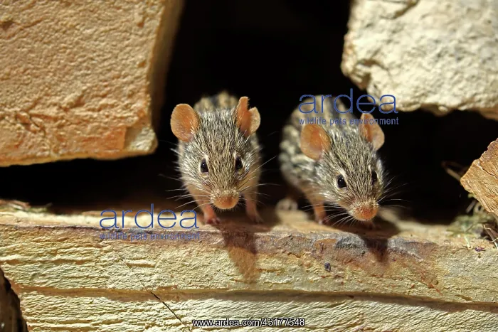 : Striped Grass Mice (Lemniscomys barbarus), adult : Striped Grass Mice (Lemniscomys barbarus), adult