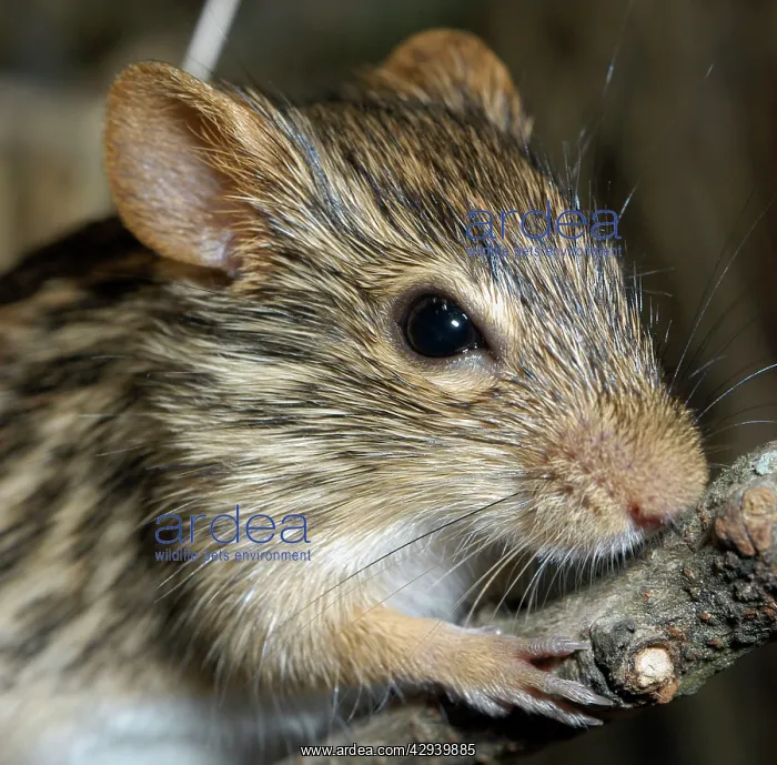 : Striped Grass Mouse : Striped Grass Mouse