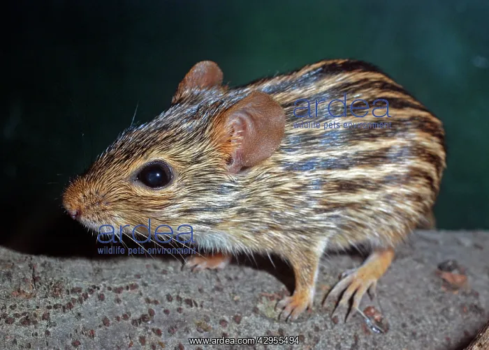 : Striped Grass Mouse : Striped Grass Mouse