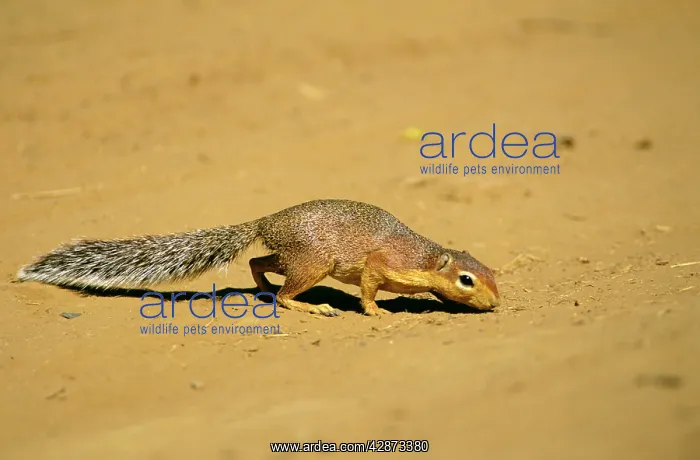  : Striped Ground Squirrel - sniffing ground