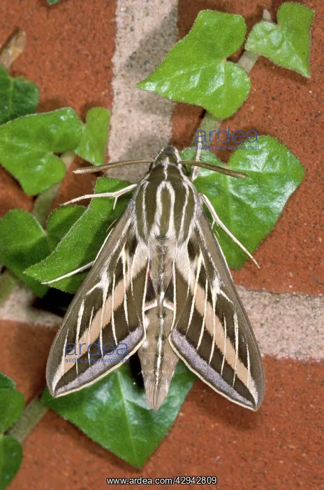  : Striped Hawk-Moth