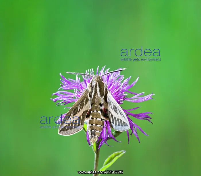 : Striped Hawkmoth - on flower : Striped Hawkmoth - on flower