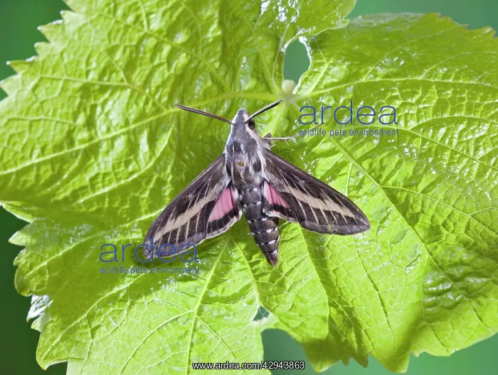  : Striped Hawkmoth - on vine foodplant