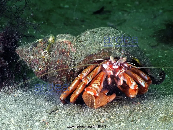 : Striped hermit crab (Pagurus anachoretus), underwater : Striped hermit crab (Pagurus anachoretus), underwater