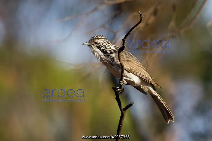 : Striped Honeyeater : Striped Honeyeater