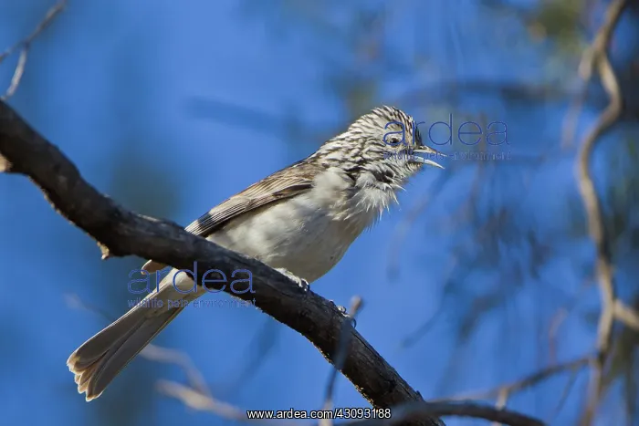 : Striped Honeyeater : Striped Honeyeater