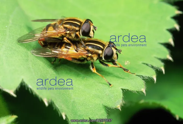 : Striped Hoverflies - mating pair : Striped Hoverflies - mating pair