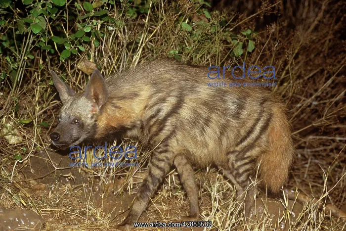 : Striped Hyaena