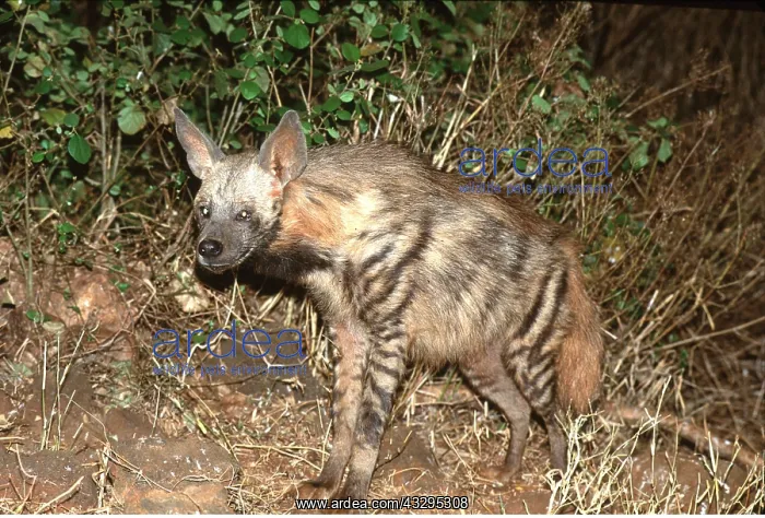  : STRIPED HYAENA