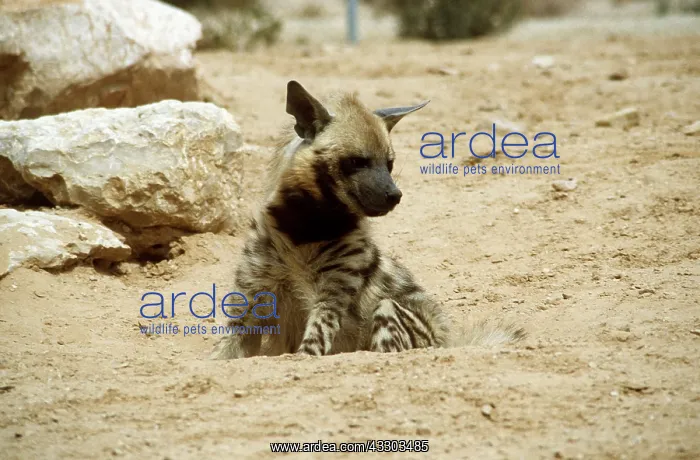 : STRIPED HYAENA : STRIPED HYAENA