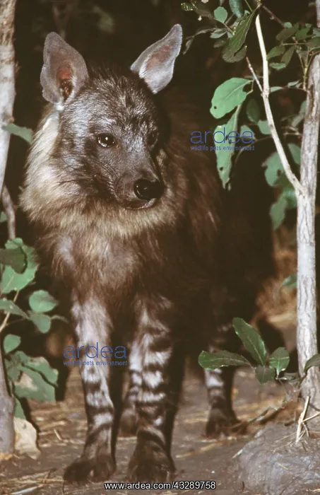 : STRIPED HYAENA - close-up : STRIPED HYAENA - close-up
