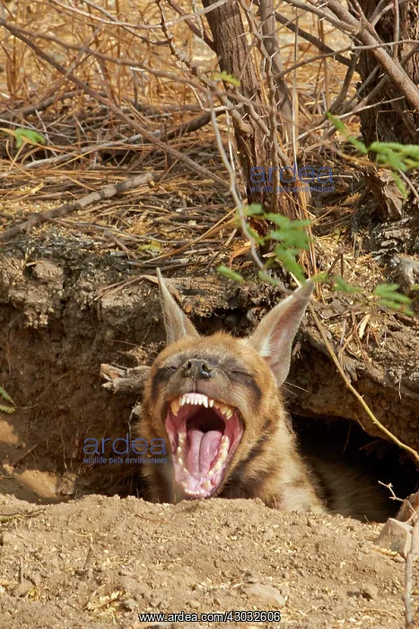 : Striped Hyena