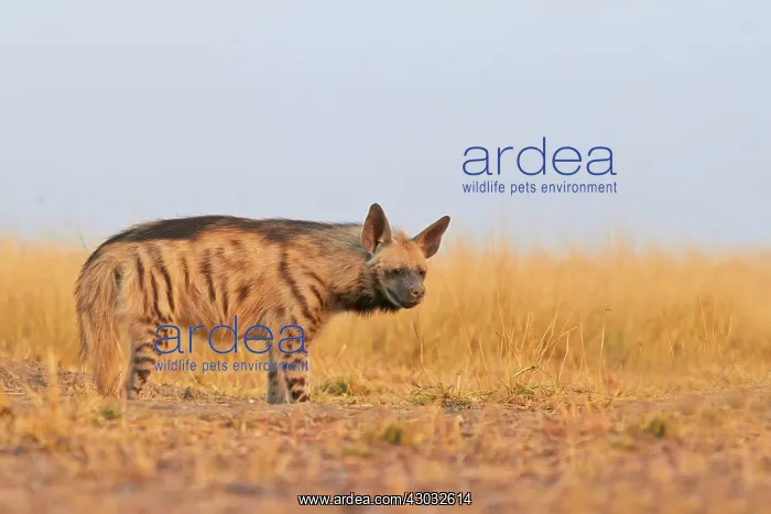  : Striped Hyena