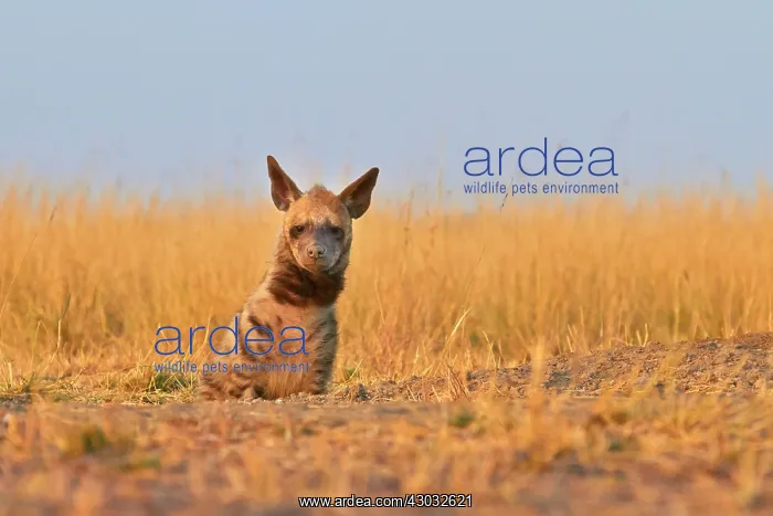  : Striped Hyena