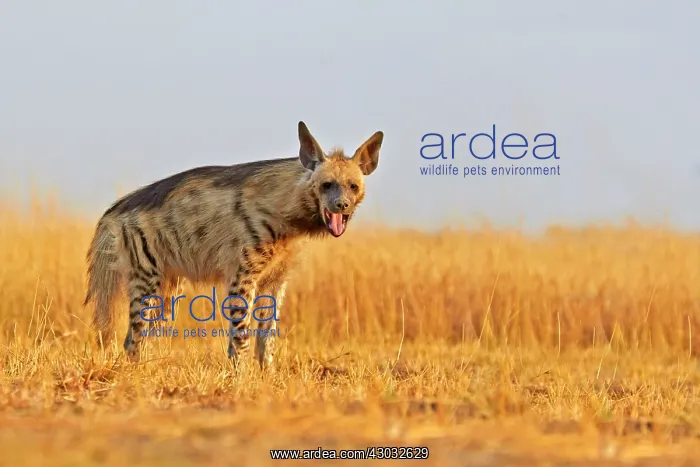  : Striped Hyena
