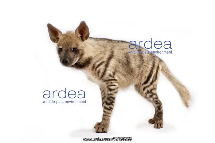 : Striped hyena (Hyaena hyaena) : Striped hyena (Hyaena hyaena)