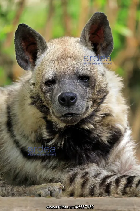 : Striped hyena (Hyaena hyaena), adult, portrait : Striped hyena (Hyaena hyaena), adult, portrait