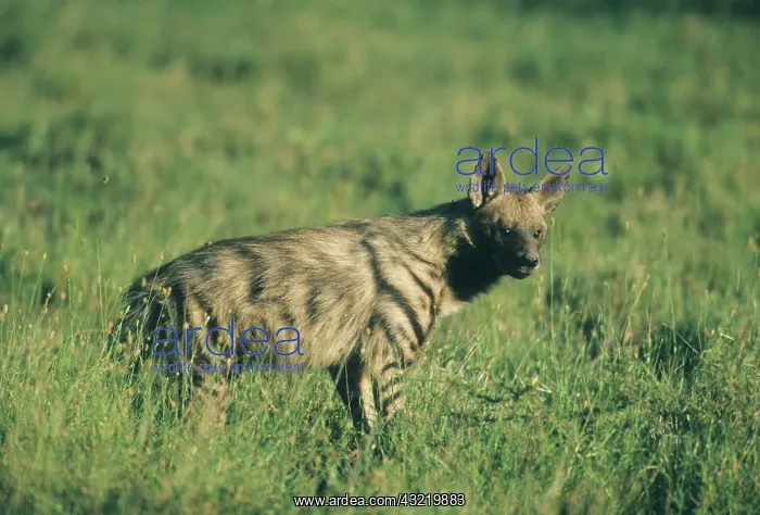 : Striped Hyena, (Hyaena hyaena), near den : Striped Hyena, (Hyaena hyaena), near den