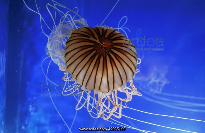 : Striped JELLYFISH : Striped JELLYFISH