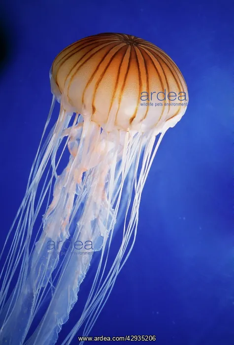 : Striped JELLYFISH : Striped JELLYFISH