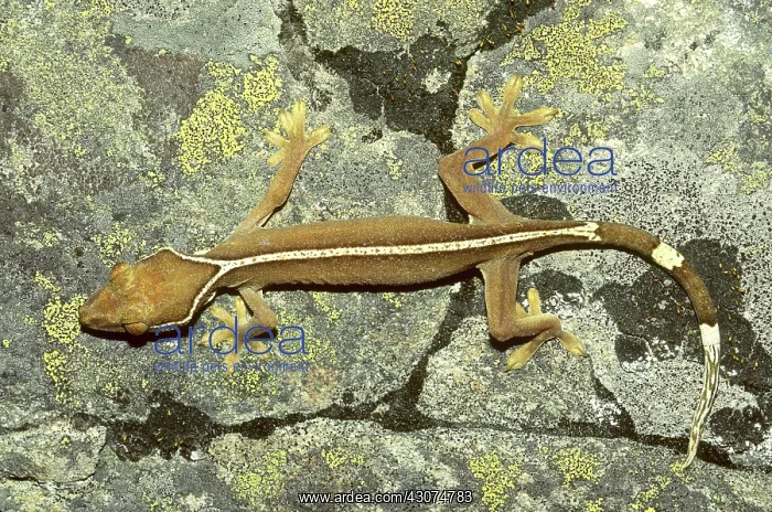 : Striped Jungle Gecko : Striped Jungle Gecko