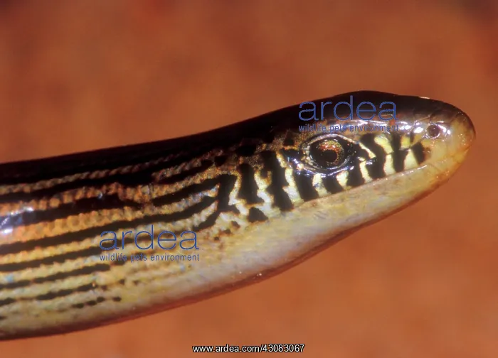: Striped Lateral Fold Lizard : Striped Lateral Fold Lizard