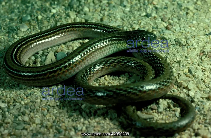 : Striped legless lizard - endangered / vulnerable species : Striped legless lizard - endangered / vulnerable species