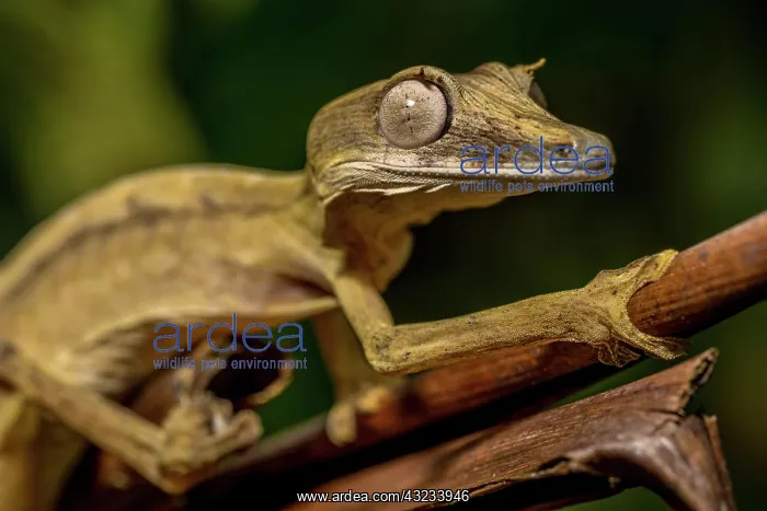 : Striped lined leaf-tailed gecko (Uroplatus lineatus) : Striped lined leaf-tailed gecko (Uroplatus lineatus)